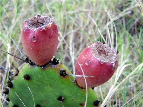 Opuntia turbinata, Florida prickly pear cactus, beach