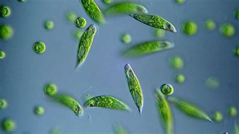 Euglena viridis - BF, DIC microscope 400x - YouTube