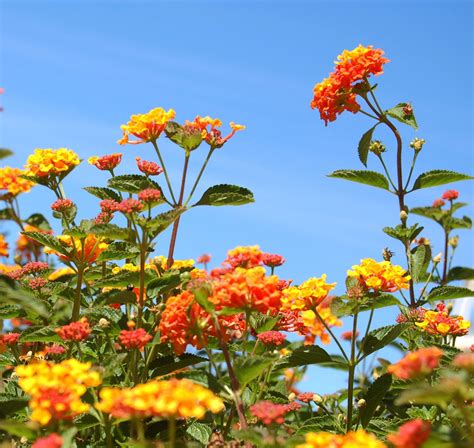 Pruning Lantanas - How To Prune Lantana Plants | Lantana plant, Lantana bush, Lantana