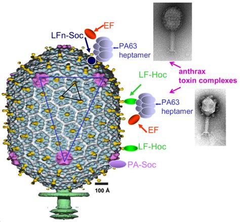 In vitro display of antigens on bacteriophage T4 capsid. Schematic... | Download Scientific Diagram