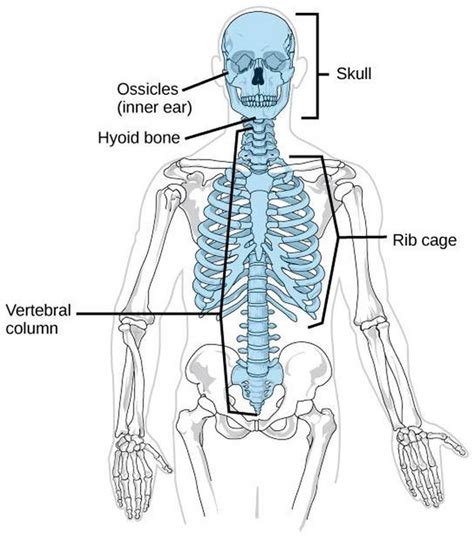 Pictures Of Axial Skeleton