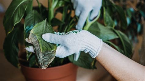 Can Your House Plants Really Get Stressed Out?