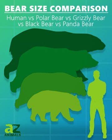 Bear Size Comparison: How Big are Different Bears? - IMP WORLD