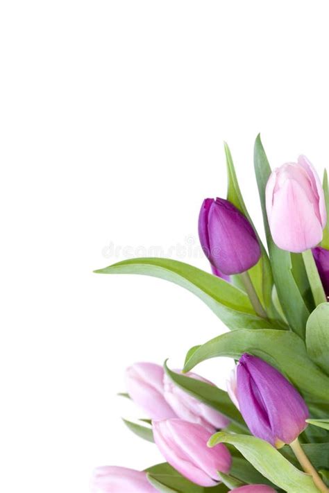 Beautiful tulips stock photo. Image of color, life, close - 13647104