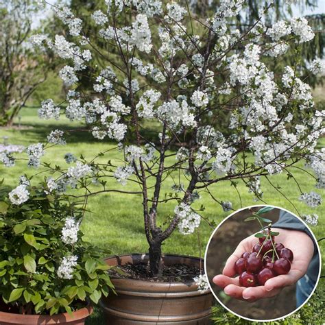 Lucy Littler: Dwarf Flowering Cherry Tree : Amazon.com : Dwarf ...