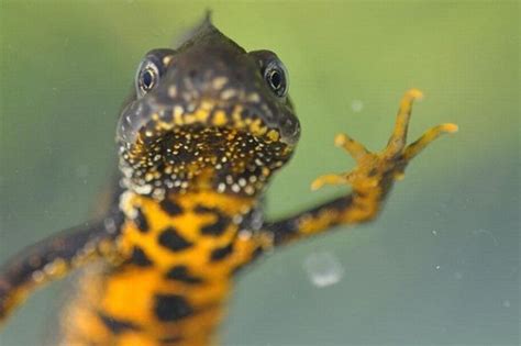 Pioneering project is helping protect one of the UK's three native newt species - About Manchester