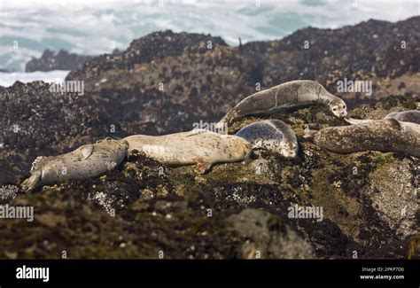 Pacific common seal, Pacific harbour seal, Pacific seals, marine mammals, predators, seals ...