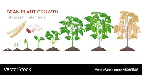 Bean Plant Growth Chart