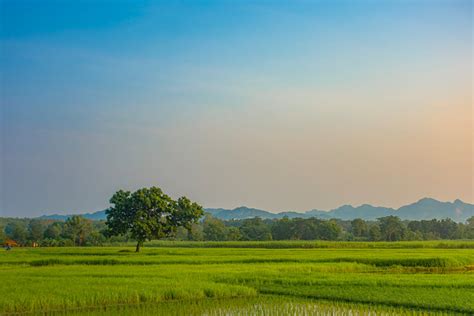 Free stock photo of morgenstimmung, natural beauty, rice field