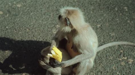 480+ Funny Monkey Eating Banana Stock Videos and Royalty-Free Footage ...