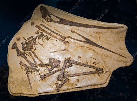 Pterosaur Pteranodon Fossil - Stock Image - C033/5641 - Science Photo Library