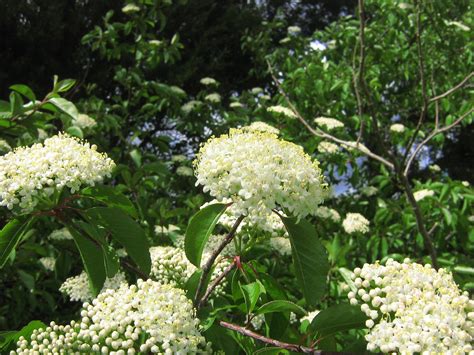 viburnum lentago - nannyberry Viburnum, Photo Galleries, Fruit, Gallery ...