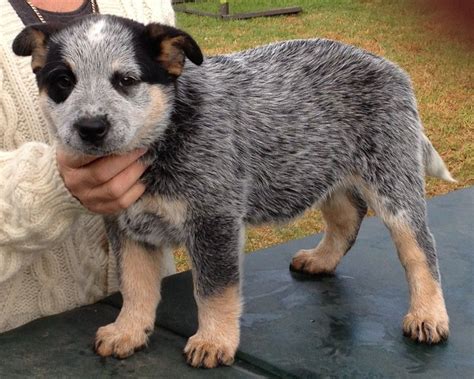 Australian-Cattle-Dog-Little-Puppy | Cattle dog puppy, Cattle dog, Pitbull mix puppies