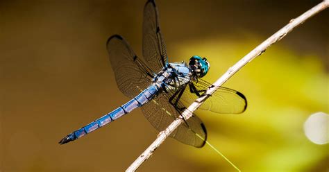 Crochet a pair of mosquitoes a fly 1 Dragonfly Fiber Arts Art & Collectibles etna.com.pe