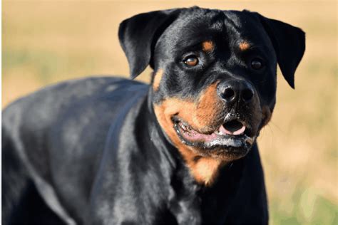 How to Care for Rottweilers in Heat: The Ultimate Guide – The German Shepherder