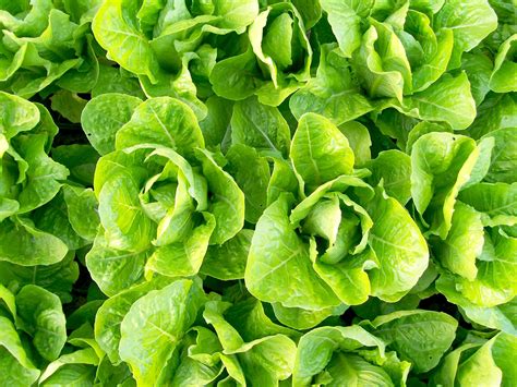 Lettuce - Types, Nutrition Facts, Calories, Carbs - Health Benefits