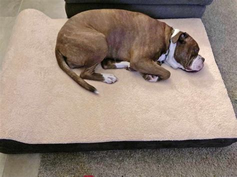 The 9 Best Orthopedic Dog Beds of 2024, Tested and Reviewed