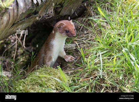 Stoat hunting uk hi-res stock photography and images - Alamy