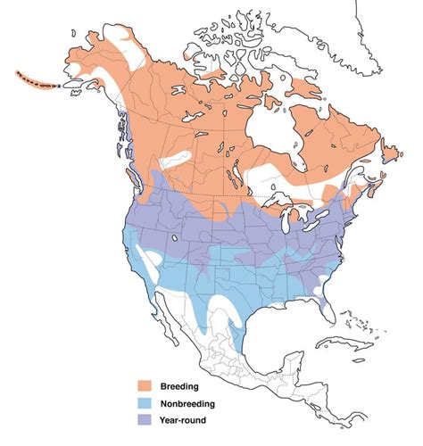 Geese Migration Patterns