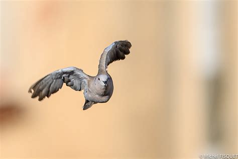 Nikon D6 sample photos bird in flight BIF | Nikon D6 + 600mm… | Flickr