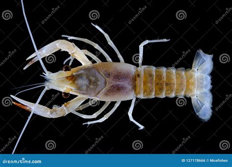 Crayfish Procambarus Clarkii Ghost in the Aquarium Stock Photo - Image ...