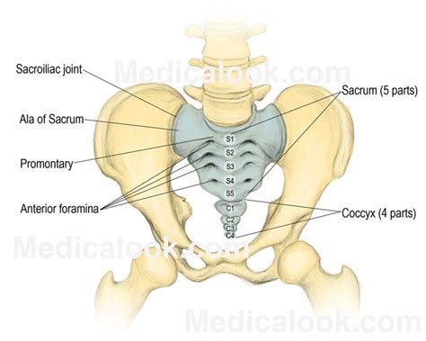 The sacral promontory is used as a gynecological landmark when measuring pelvic size and is ...