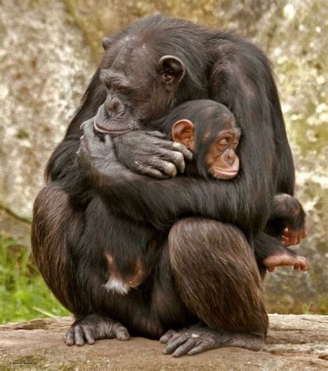 Chimpanzee hugging it's baby. Primates, Mammals, Animals And Pets, Funny Animals, Wild Animals ...