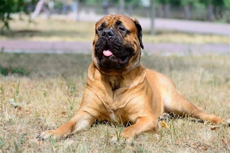 A Complete Guide to the Huge, Loyal Bullmastiff - K9 Web