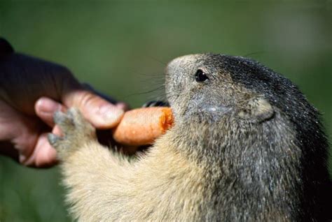 Marmot eating carrot stock image. Image of feed, wildlife - 968197