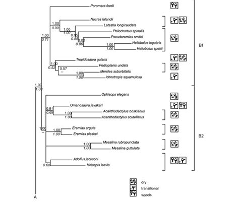 Clade B of the phylogenetic tree of Lacertidae with the rough ...