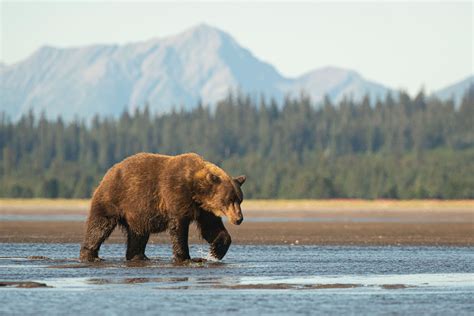 How to See Whales, Bears, Eagles and More Incredible Wildlife in Alaska ...