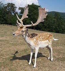 fallow deer - Wiktionary, the free dictionary