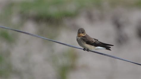 Aves de La Floresta: Golondrina Cuello Canela