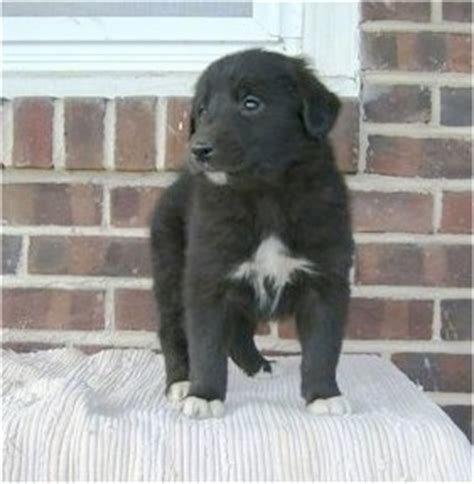 Gollie Dog Breed Information and Pictures