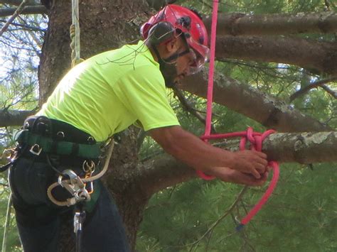 Arborist Rigging Applications Photo Gallery