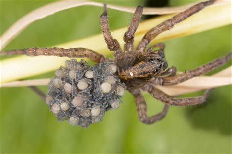 Wolf Spider Pictures - AZ Animals