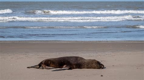 Increased human infection risk? Bird flu kills scores of sea lions in Argentina - Get Me Update