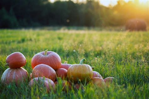 5 Reasons to Keep the Punkin Chunkin Championship in Delaware