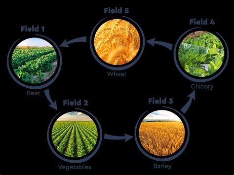 Sugar Beets as a Central Crop in Crop Rotation Fostering Biodiversity ...