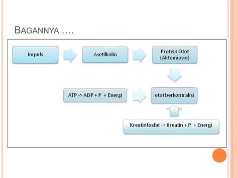 Mekanisme kerja otot & rangka hewan | PPT