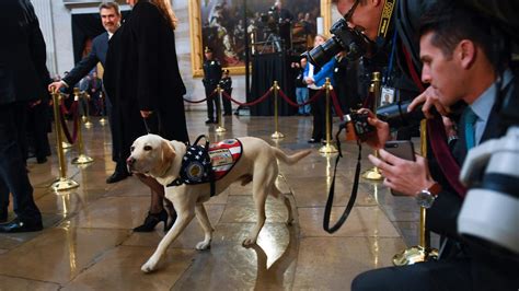 From Sully to Millie: George H.W. Bush and his dogs