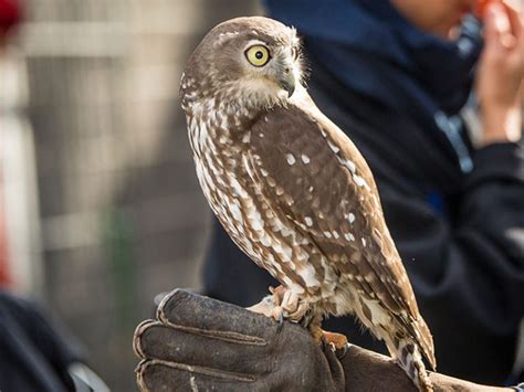 Vulnerable & Endangered Species | Melbourne - WildlifeXposure