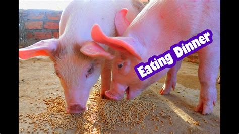 Baby Pig Eating Dinner with delicious food look so happy - YouTube