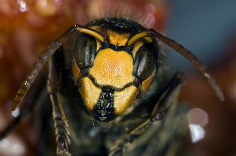 Hornet Head Photograph by Paul Harcourt Davies | Fine Art America