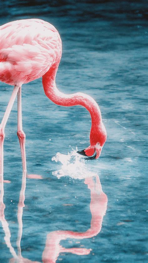 Update more than 65 pink flamingo wallpaper latest - in.cdgdbentre