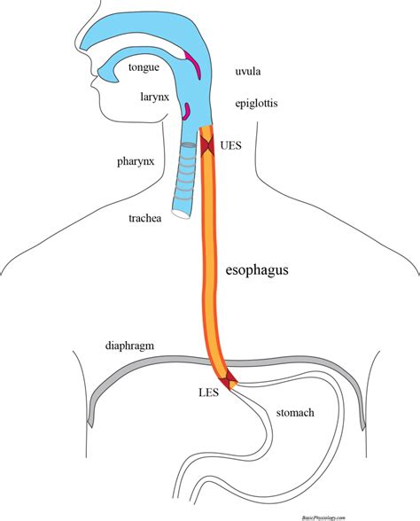 Where Is Distal Esophagus Located