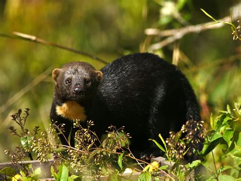 Tayra (Eira barbara) | Owlet Lodge, Abra Patricia, Amazonas … | Flickr