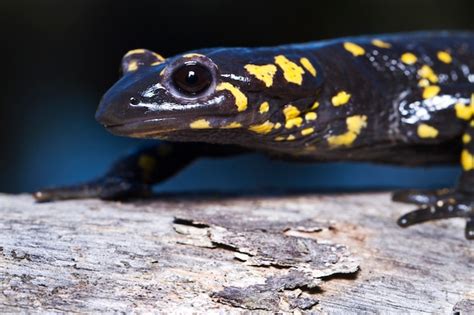 Premium Photo | Fire salamander