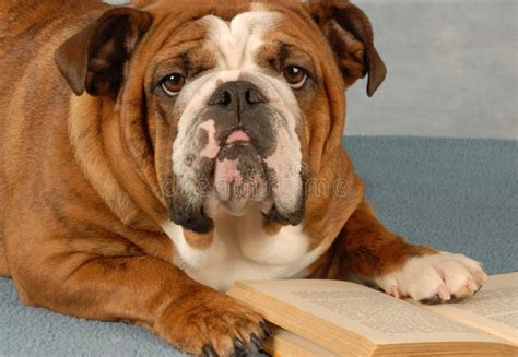 Dog reading a book stock image. Image of brindle, animal - 9948943