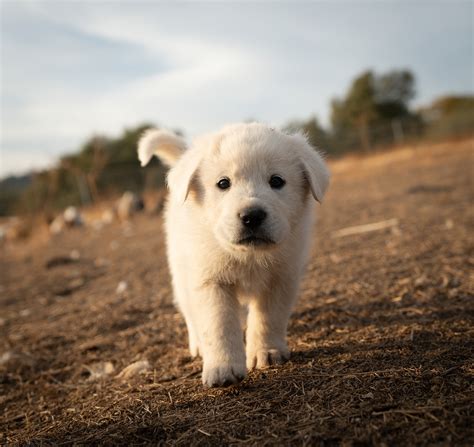 Great Pyrenees Dog Puppy - Free photo on Pixabay - Pixabay